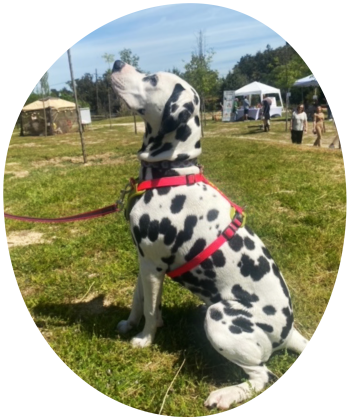 perro dalmata